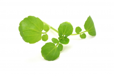 Brunnenkressesalat